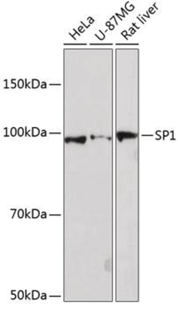 3E02.1, Antibodies.Com