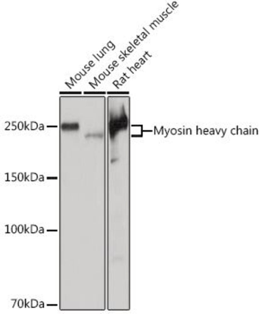 3E03.1, Antibodies.Com
