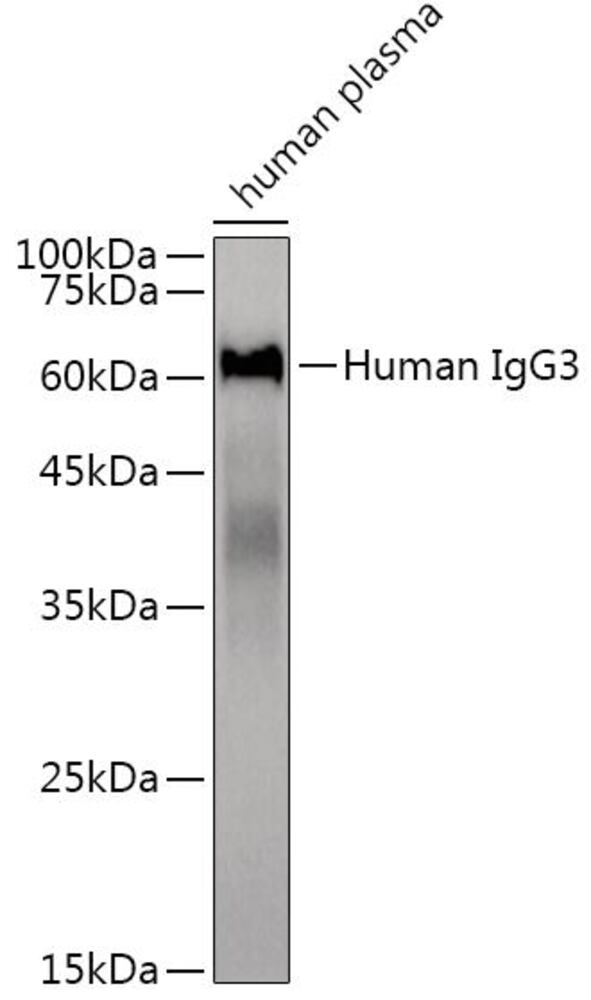 3E05.1, Antibodies.Com