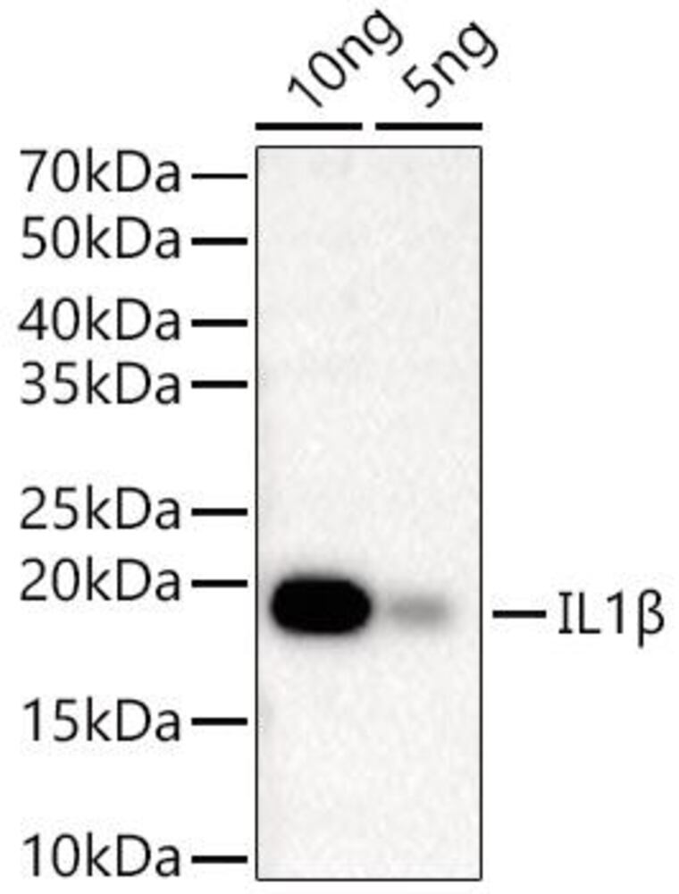 3E06.1, Antibodies.Com