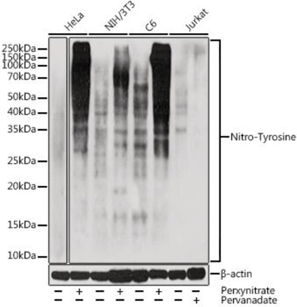 3E07.1, Antibodies.Com