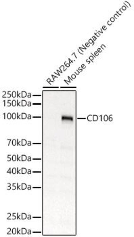 3E08.1, Antibodies.Com