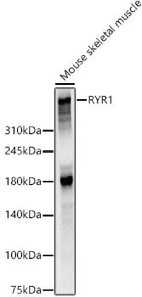 3E09.1, Antibodies.Com