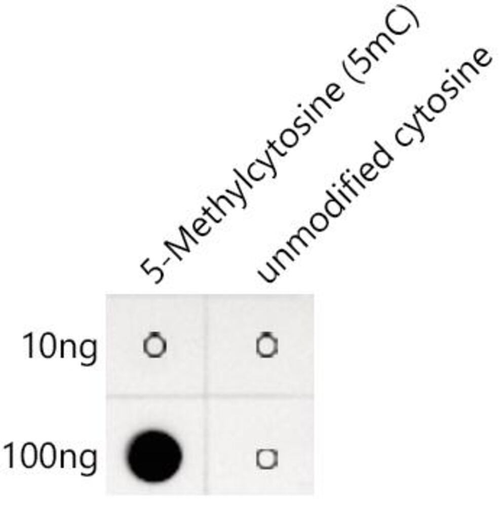 3E0A.1, Antibodies.Com