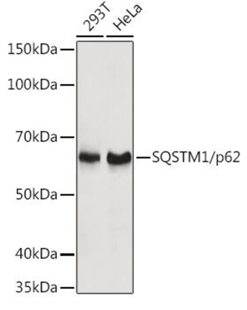 3E0P.1, Antibodies.Com
