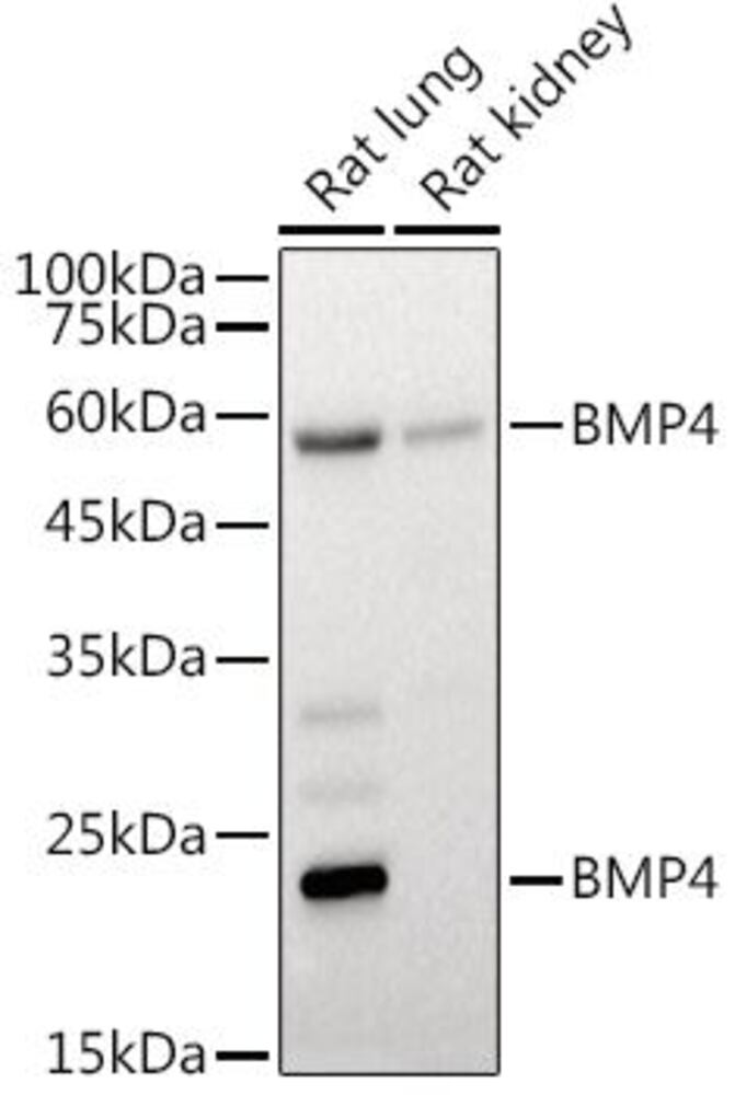 3E0T.1, Antibodies.Com