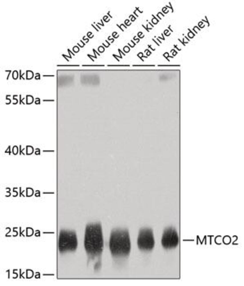 3E0Y.1, Antibodies.Com