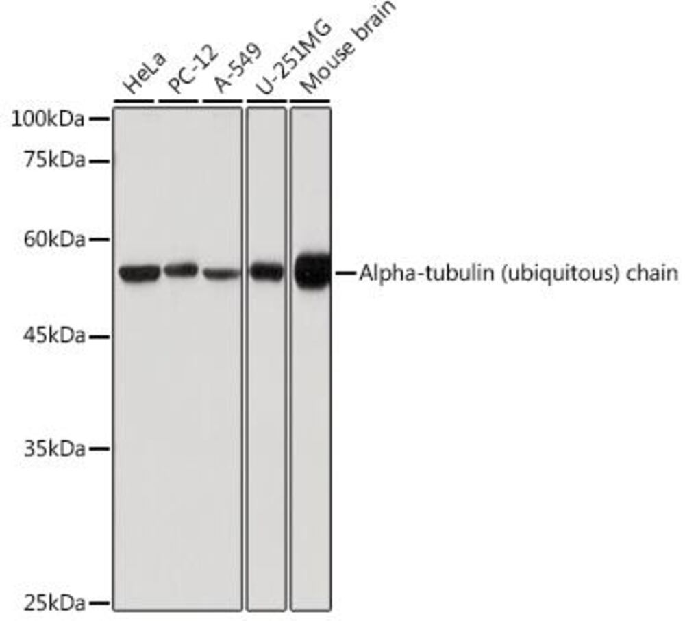 3E10.1, Antibodies.Com