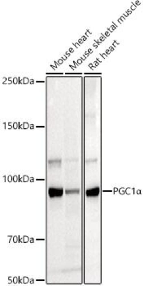 Anti-PGC1 alpha Antibody