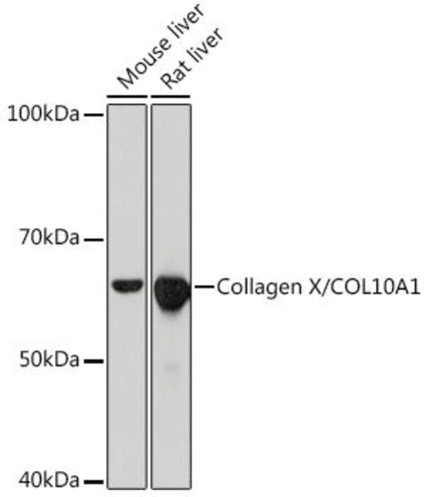 3E12.1, Antibodies.Com