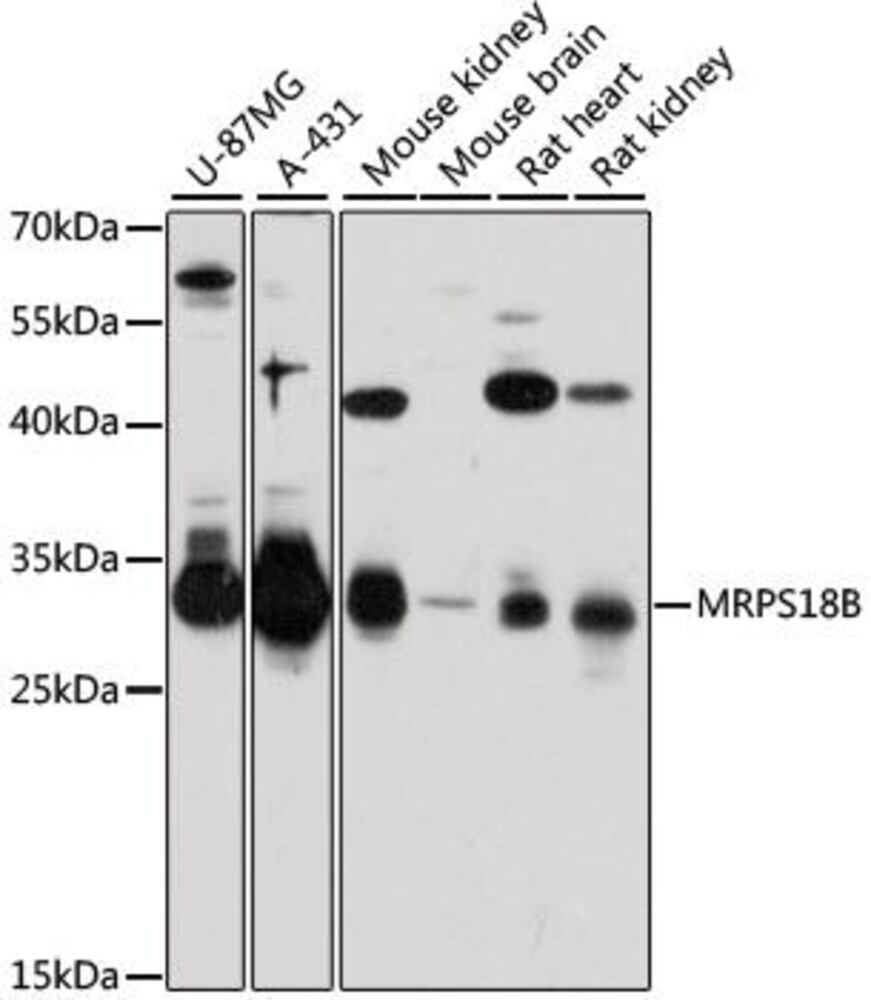 3E13.1, Antibodies.Com