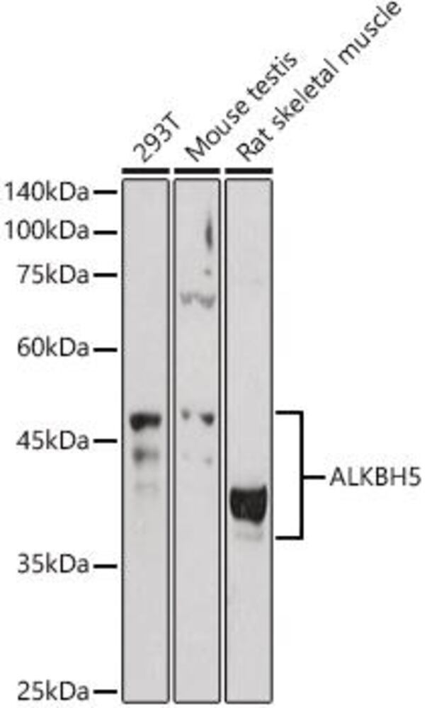 3E14.1, Antibodies.Com
