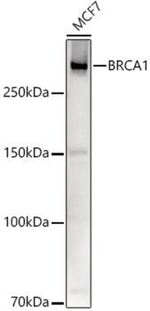 3E15.1, Antibodies.Com