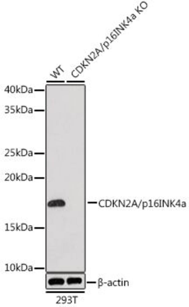 3E16.1, Antibodies.Com