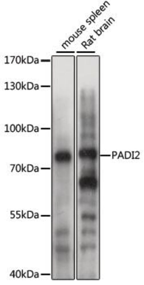 3E17.1, Antibodies.Com