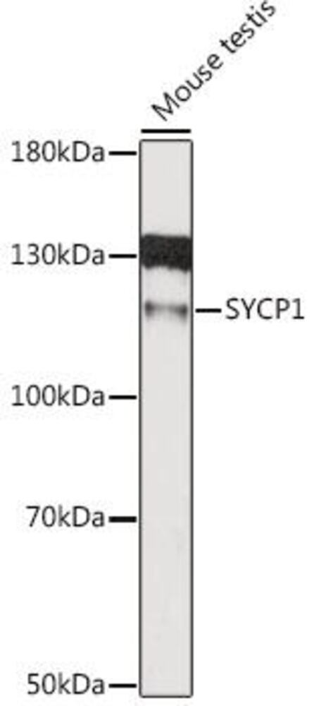 3E18.1, Antibodies.Com