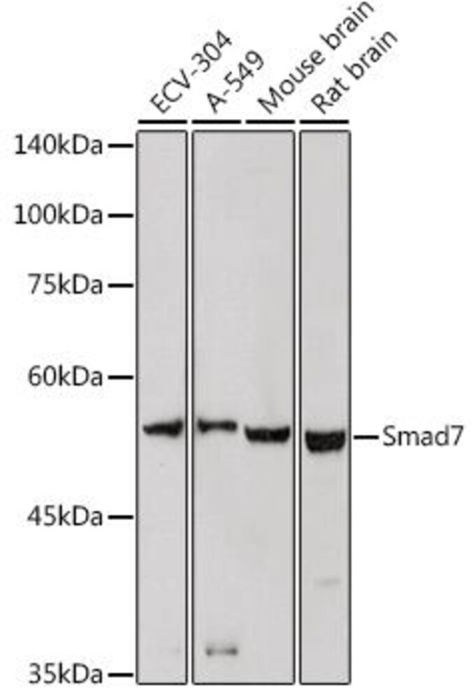 3E19.1, Antibodies.Com