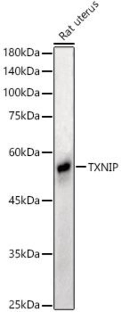 3E1A.1, Antibodies.Com