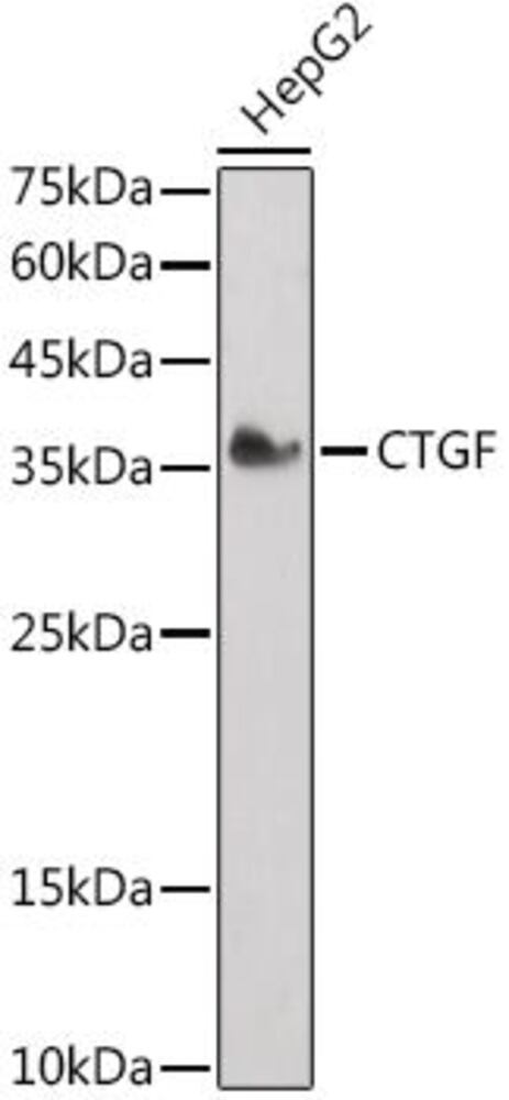 3E1C.1, Antibodies.Com