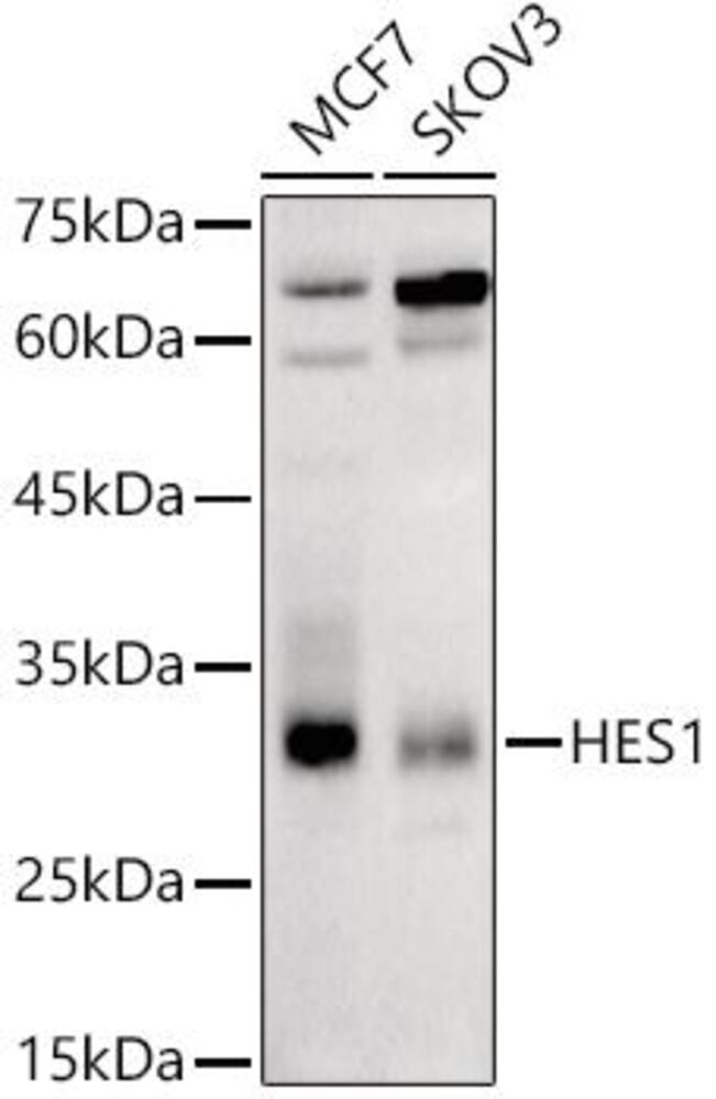 3E1E.1, Antibodies.Com