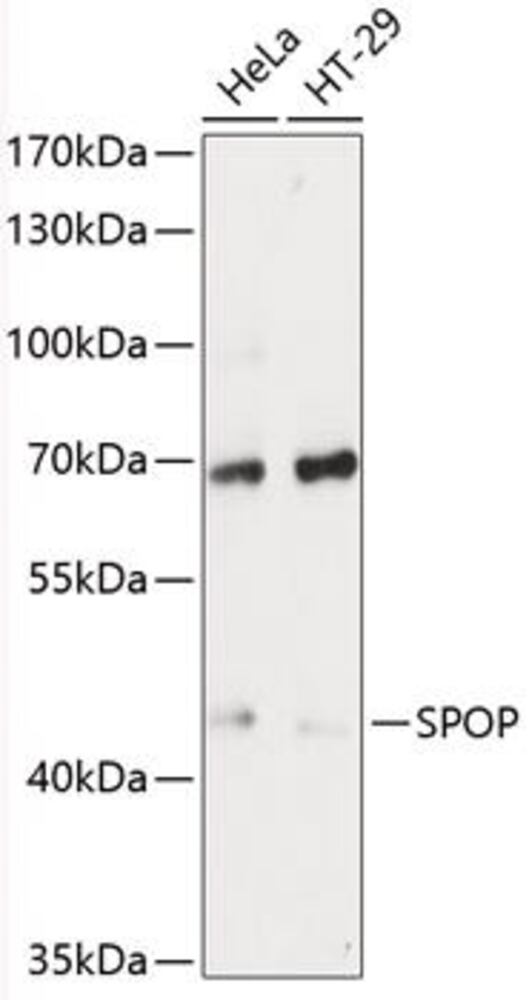 3E1H.1, Antibodies.Com