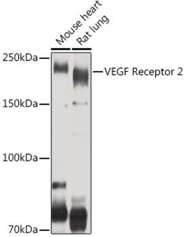 3E1K.1, Antibodies.Com