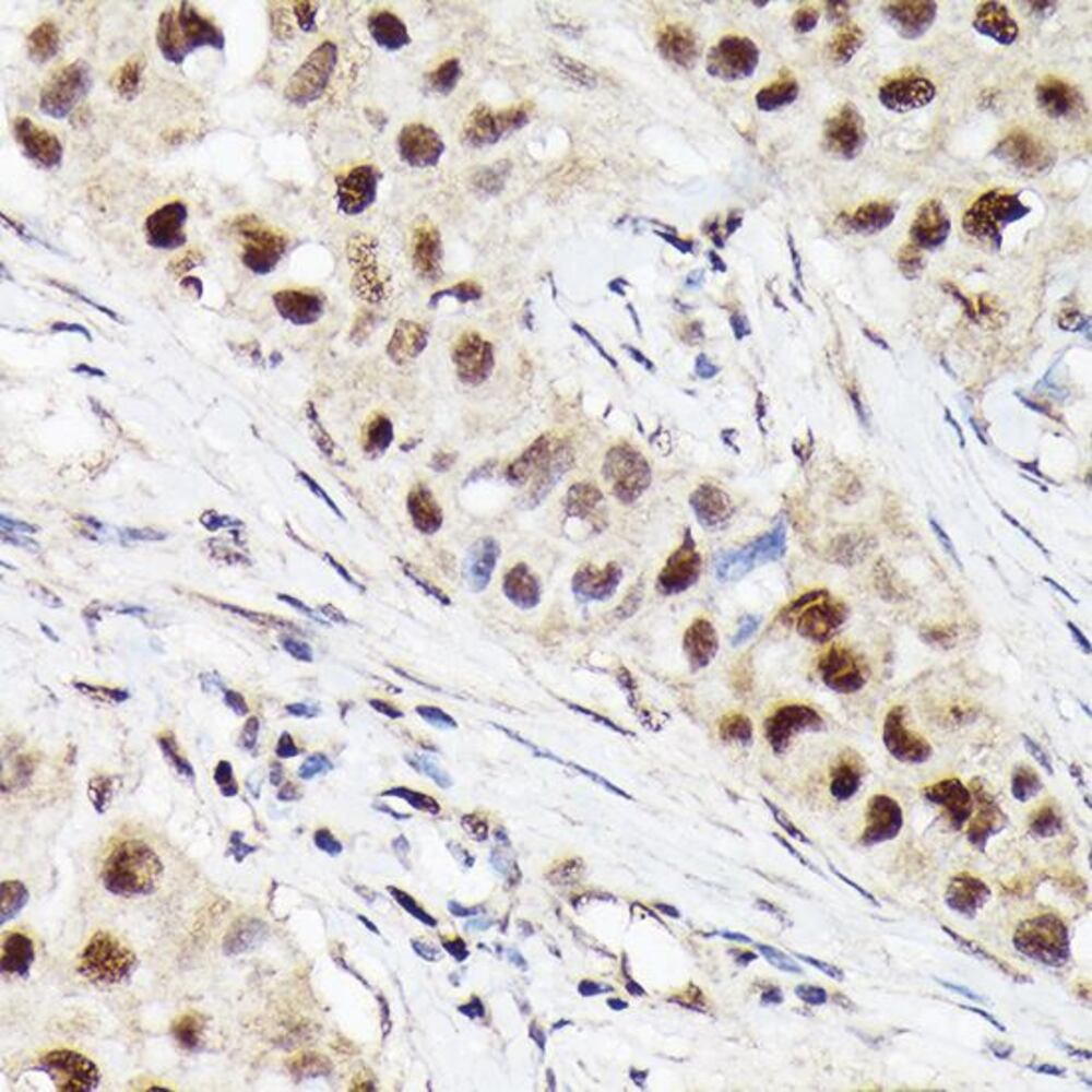 3E1L.1, Antibodies.Com
