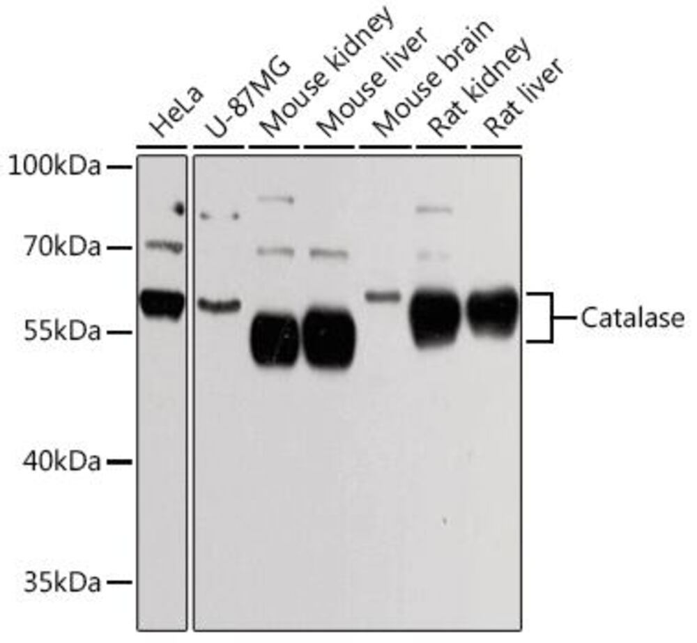 3E1N.1, Antibodies.Com