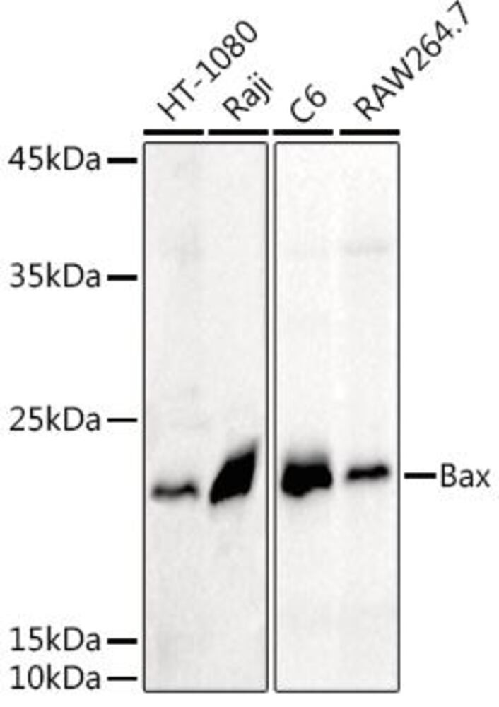 3E1P.1, Antibodies.Com