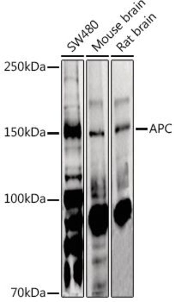 3E1T.1, Antibodies.Com