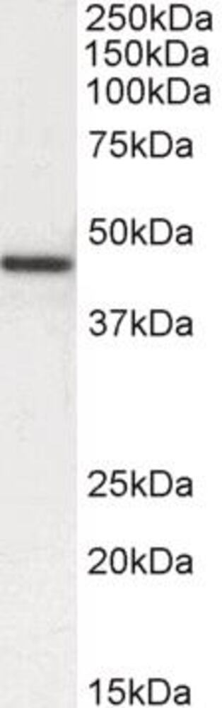 3E1Y.1, Antibodies.Com