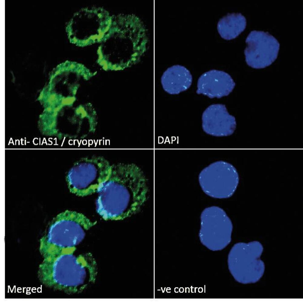 3E20.1, Antibodies.Com