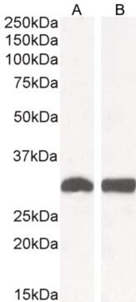 3E21.1, Antibodies.Com
