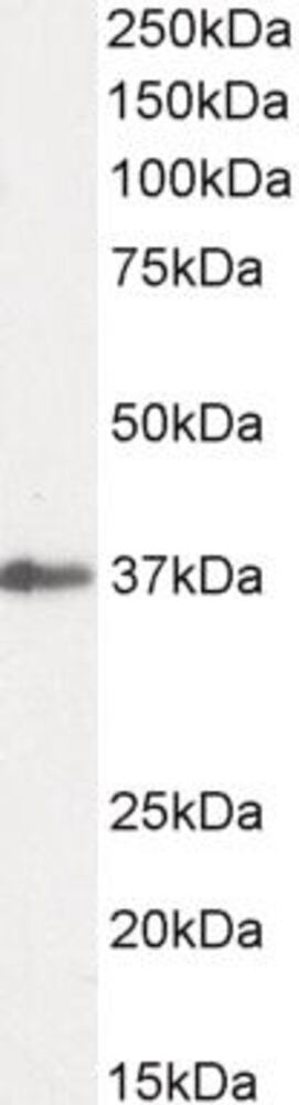 3E22.1, Antibodies.Com