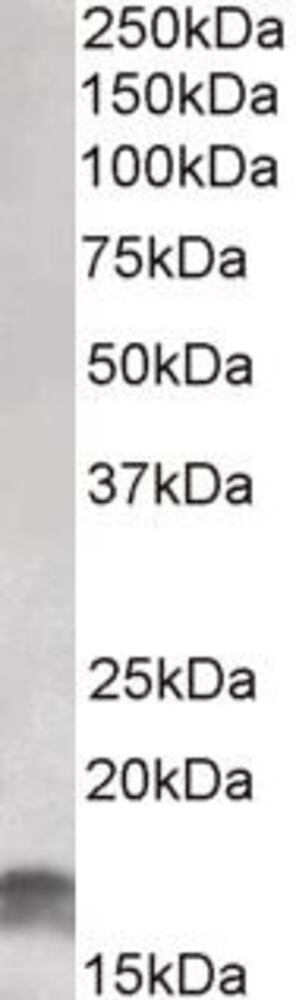 3E23.1, Antibodies.Com
