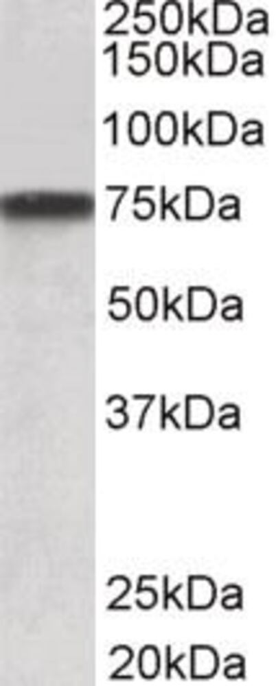 3E24.1, Antibodies.Com