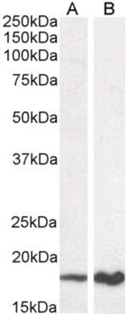 3E25.1, Antibodies.Com
