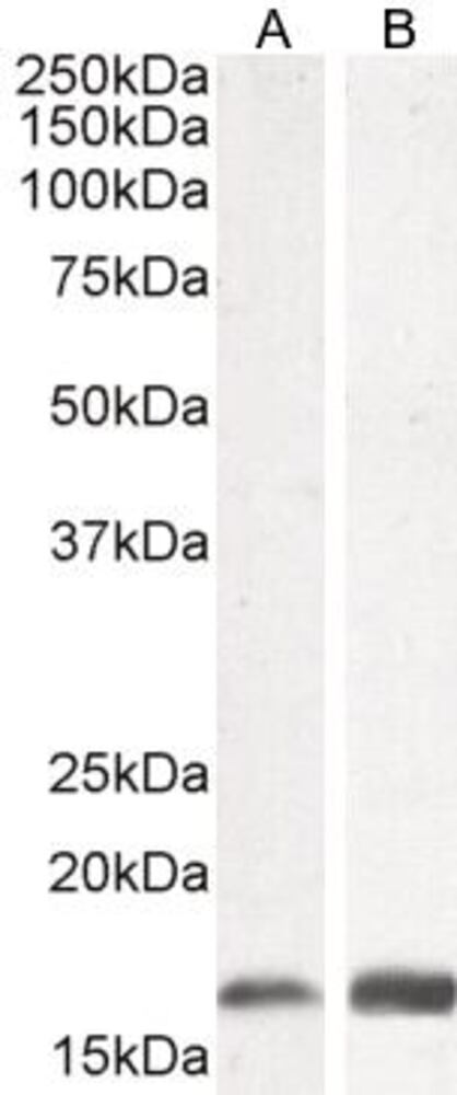 3E26.1, Antibodies.Com