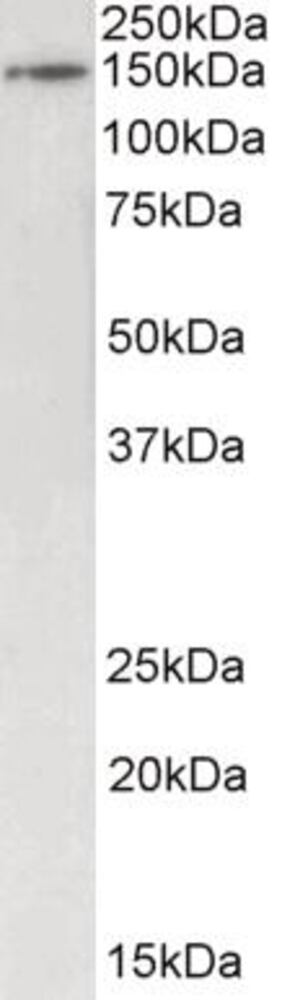 3E27.1, Antibodies.Com