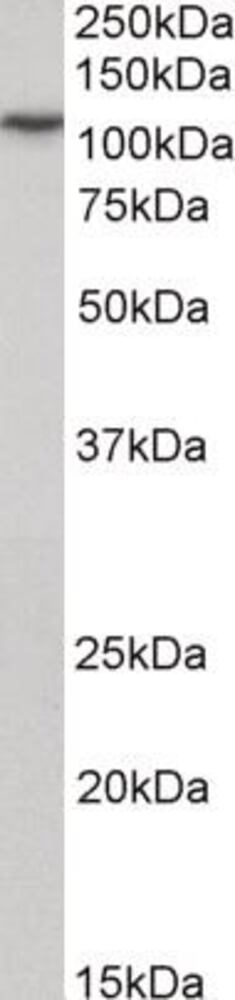 3E28.1, Antibodies.Com