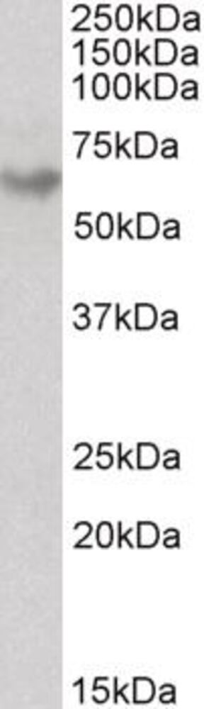 3E29.1, Antibodies.Com