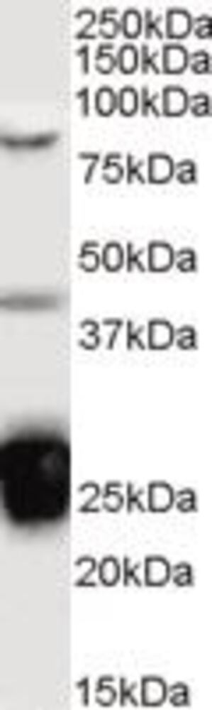 Primary Antibodies