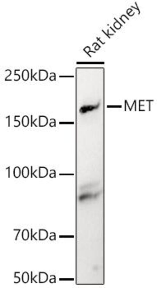 3E2C.1, Antibodies.Com