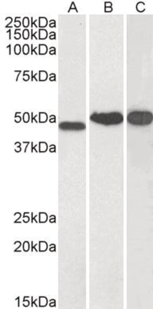 3E2H.1, Antibodies.Com