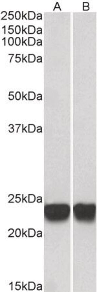 3E2K.1, Antibodies.Com
