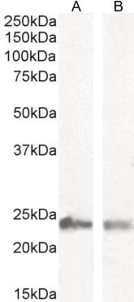 3E2L.1, Antibodies.Com