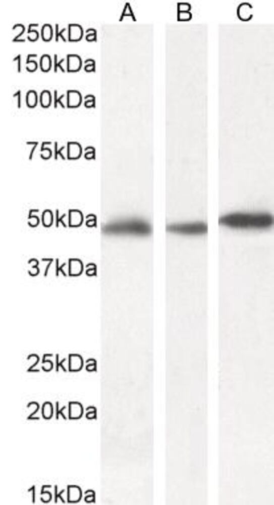 3E2P.1, Antibodies.Com