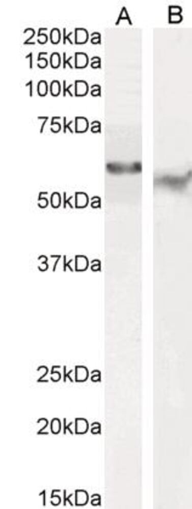3E2Y.1, Antibodies.Com