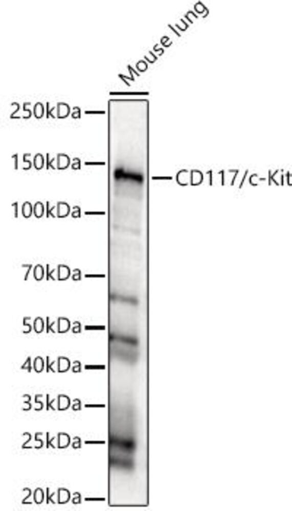 3E30.1, Antibodies.Com