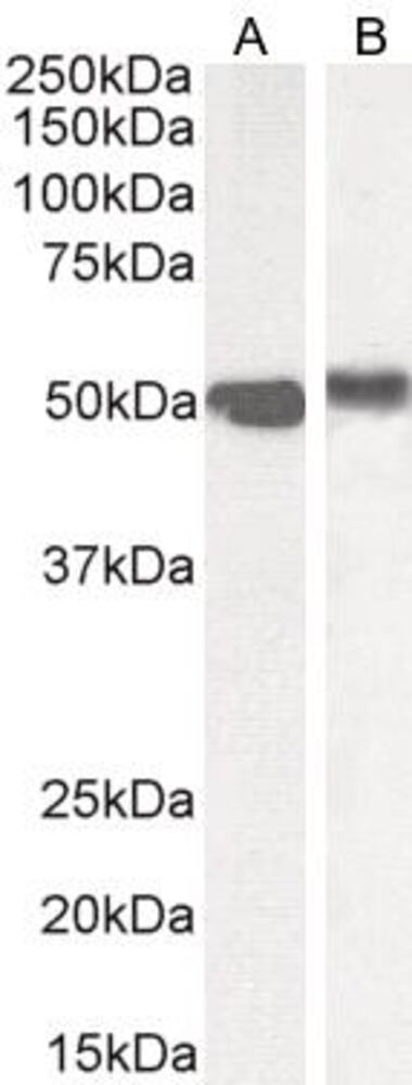 3E31.1, Antibodies.Com